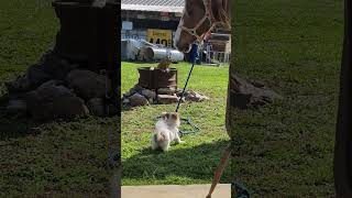 Puppy trying to lead Horse Lol  quarter horse  Pomchi puppy [upl. by Ithnan]