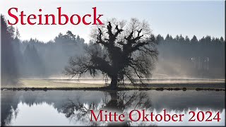 ♑ Steinbock  Mitte Oktober 2024 ♑  Sei selbst die Veränderung [upl. by Ahsikym718]