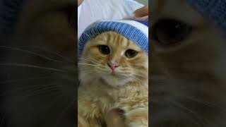 Sil mange quelque chose quil adore viralvideo chat pets animals shortvideo [upl. by Initof]