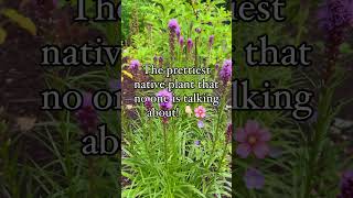 Liatris blazing star…are you growing it yet flowers flowergarden nativeplants [upl. by Anaugahs]