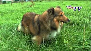 Shetland Sheepdog Informationen zur Rasse [upl. by Linskey]