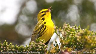 Prairie Warbler Song [upl. by Areek]