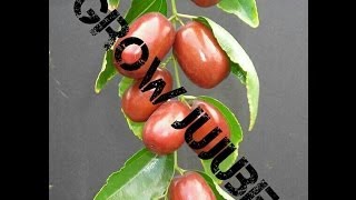 Howto Sprout Jujube Seeds Fast quot4 daysquot [upl. by Tierell]