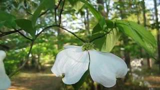 Briarpatch  The Dogwood Tree [upl. by Cut]