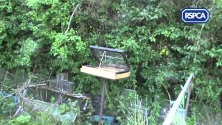 Wild Bird Trapping RSPCA Prosecution [upl. by Ashlin]