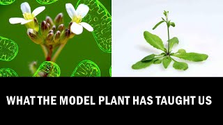 What we can learn from Arabidopsis Research Explained in 7 Minutes [upl. by Fenella914]