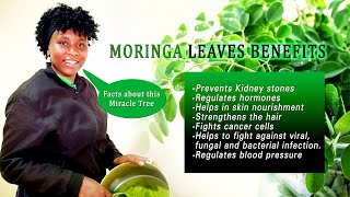 🌿HEALTH BENEFITS OF MORINGA LEAVES POWDER [upl. by Nohpets]