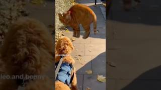 Friendly Goldendoodle puppy and arrogant Cat London Walk [upl. by Yornek124]