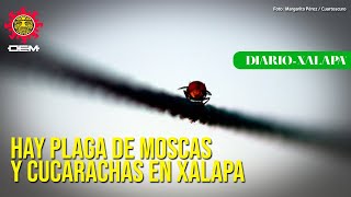 Plagas de moscas y cucarachas infestan Xalapa fumigadores indican cómo controlarlas [upl. by Novelc798]