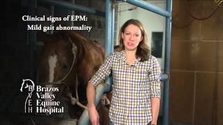 EPM  Equine Protozoal Myeoloencephalitis in Horses [upl. by Olatha]