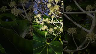 Common wasp and Fatsia japonica nature wasp insect garden [upl. by Tremml295]