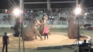 Shriners Circus  Elephants 2 [upl. by Meesan]