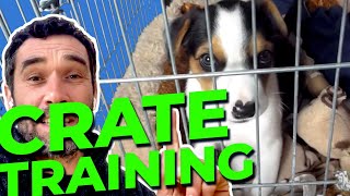 Crate Training Your Puppy  Doggy Dans Ultimate Guide [upl. by Egiarc71]