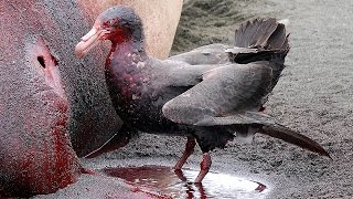 11 Most DANGEROUS Birds [upl. by Forbes]