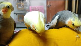 Cockatiels Singing 🎶😍😍 happy mood 🥰🥰 [upl. by Tekcirk]