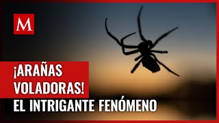 Misterioso fenómeno Descubre cómo las arañas vuelan y qué familias están involucradas [upl. by Anitnelav]