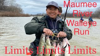 Maumee River Walleye Run Limits Limits Limits [upl. by Lamprey]