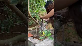 Ficus Racemosa ‼️ bonsai bonsaitree bonsaigarden nature bonsaiasia [upl. by Asikal]