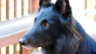 Belgian Shepherd Dog Groenendael [upl. by Nerte]