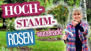 HochStammRosen  ausführlich ERKLÄRT🌹🍂👀 Wurzelnackt pflanzen und überwintern 2023 [upl. by Seniag]