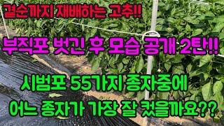 고추 농사 잘 짓는 법 부직포 터널 벗긴 후 모습 공개 시범포 55가지 중 가장 좋은 품종 대공개 영상 보시고 내년 농사에 참고하세요소뿔 돌격탄 [upl. by Ennylyak]