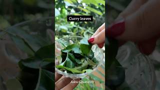 ✅Curry leaves Hair Tonic For Fast Hair GrowthHaircare tips shortshaircarelonghairviral [upl. by Jit]