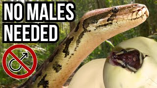 3 Giant Animals That Can Reproduce Asexually [upl. by Alyakem]