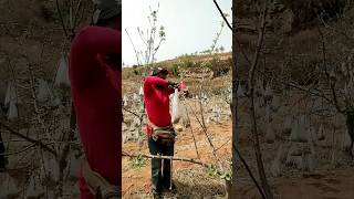 Pulling branches with bags of clinker process [upl. by Nelleyram]