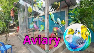 My aviary making video Love Birds  Budgies  Dove Bondhu bird cage [upl. by Nileak]