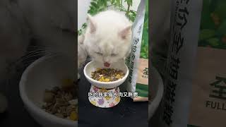 Are you sure you dont want to stock up on freezedried cat food at 4 yuan per pound Cute pet g [upl. by Ainex968]