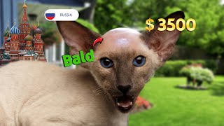 A bald cat from experimental cross  Rare cats around the world [upl. by Aikel779]