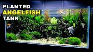 Aquascape Tutorial Non co2 4ft Angelfish Aquarium How To Full Step By Step Guide Planted Tank [upl. by Namyl514]