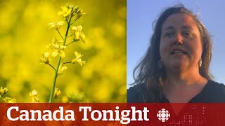 CanadaChina canola trade tensions will ‘devastate the price’ says farmer  Canada Tonight [upl. by Davena811]