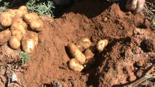 بطاطا قلع  حصاد بطاطس Watch best potato harvest [upl. by Minette]