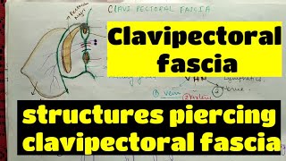 Clavipectoral fascia  structures piercing clavipectoral fascia  upperlimb anatomy [upl. by Ehcsrop]