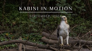 Kabini in Motion  September 2024  Evolve Back Kuruba Safari Lodge [upl. by Nylecyoj]