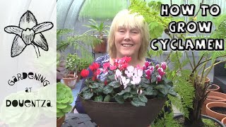 Growing Cyclamen Indoors amp Common Mistakes  Quick amp Easy Guide [upl. by Ahsemak]