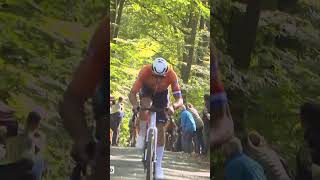 Mathieu van der Poel schudt aan de boom in het Meerdaalwoud Leuven2024 [upl. by Gluck]