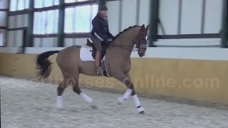 wwwsporthorsesonlinecom 12yo dressage schollmaster Sold [upl. by Arakaj]