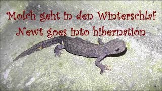 Molch geht in den Winterschlaf  Newt goes into hibernation [upl. by Siryt596]