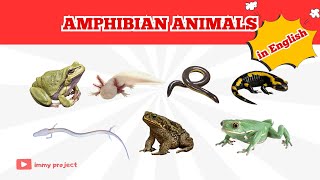 AMPHIBIAN ANIMALS  ENGLISH VIDEO  FROG  SALAMANDER  AXOLOTL  TOAD  CAECILIANS – OLM [upl. by Rebmaed]