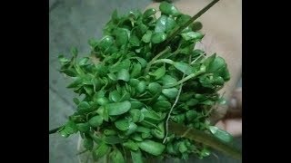 Small methi ki sabji बारीक मेथीची भाजी Barik methichi bhaji recipe [upl. by Zigmund]