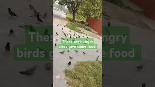 hungry birds ❤️❤️❤️these are hungry birds give some food and water [upl. by Malynda]