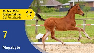 Live Auction  Jumping Foals  May 26th  No 7 Megabyte by Meganus PS  Checkter [upl. by Scotty691]