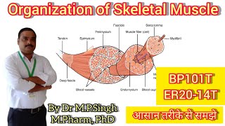 Skeletal Muscle  Organization of Skeletal Muscle  Human Anatomy amp Physiology  BP101T amp ER2014T [upl. by Enyalb]