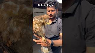 Eagle Electrocuted By Electric Powerline  Treatment Of Eagle 🦅 [upl. by Hsetirp]