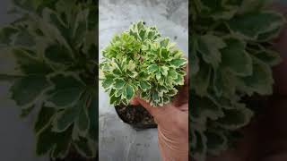 Polyscias fruticosa variegated fazzanursery [upl. by Taran]