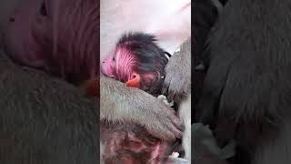 Ep760 Adorable Monkeys Play Hide and Seek For Treats in the Jungle [upl. by Glovsky]