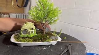 Styling Lemon Cypress Bonsai [upl. by Otreblon]