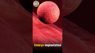 Embryo Implantation [upl. by Durward]